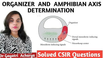 ORGANIZER// NIEUWKOOP CENTER// DETERMINATION OF THE AMPHIBIAN AXES