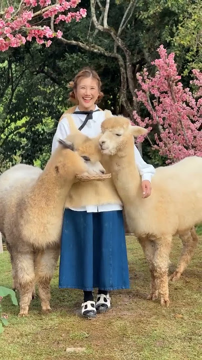🦙 A way to have yourself a woolly winter in Chiang Mai: just drop by this alpaca farm in Mon Cham.