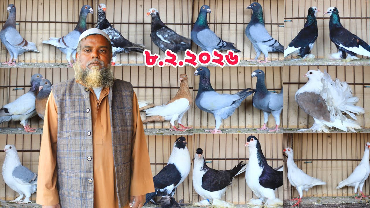 নতুন বছরের সেরা কালেকশন দেখুন।বিউটি কবুতরের দাম জানুন। 