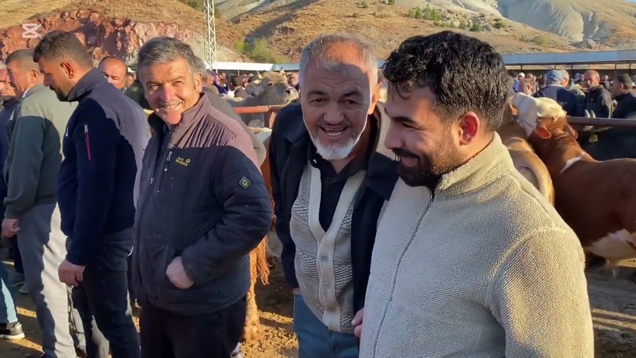 KADIŞEHRİ CANLI HAYVAN PAZARI 14 EYLÜL PAZAR .!!! Danasına 73 Kâğıt isteyen yakışıklı YOZGAT 