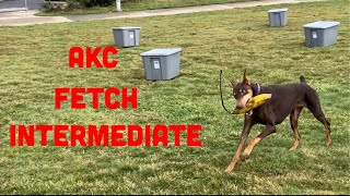 AKC Fetch Intermediate TFI  Explained and Demonstrated