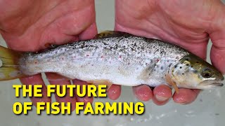 Farming fish on land could help feed the world