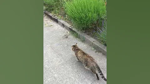 Delta & Savoya wait for each other on a neighborho...