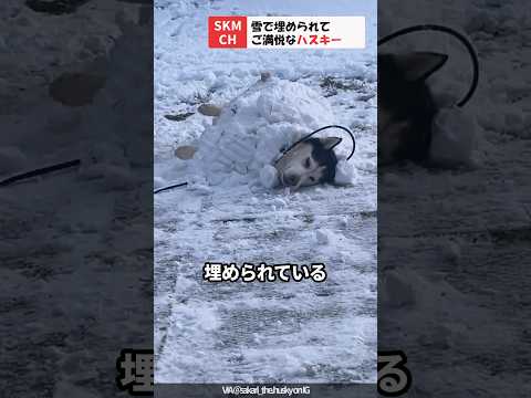 雪で埋められているハスキー