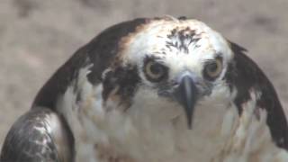 florida flying wild forward bird center