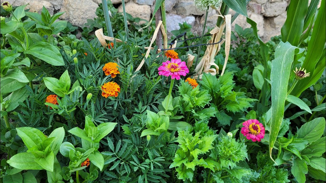 ANNEMİN BAHÇESİ🥰MAŞALLAH YOK YOK