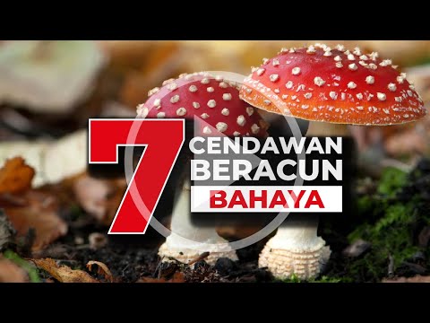 Video: Pahit cendawan boleh dimakan atau tidak?