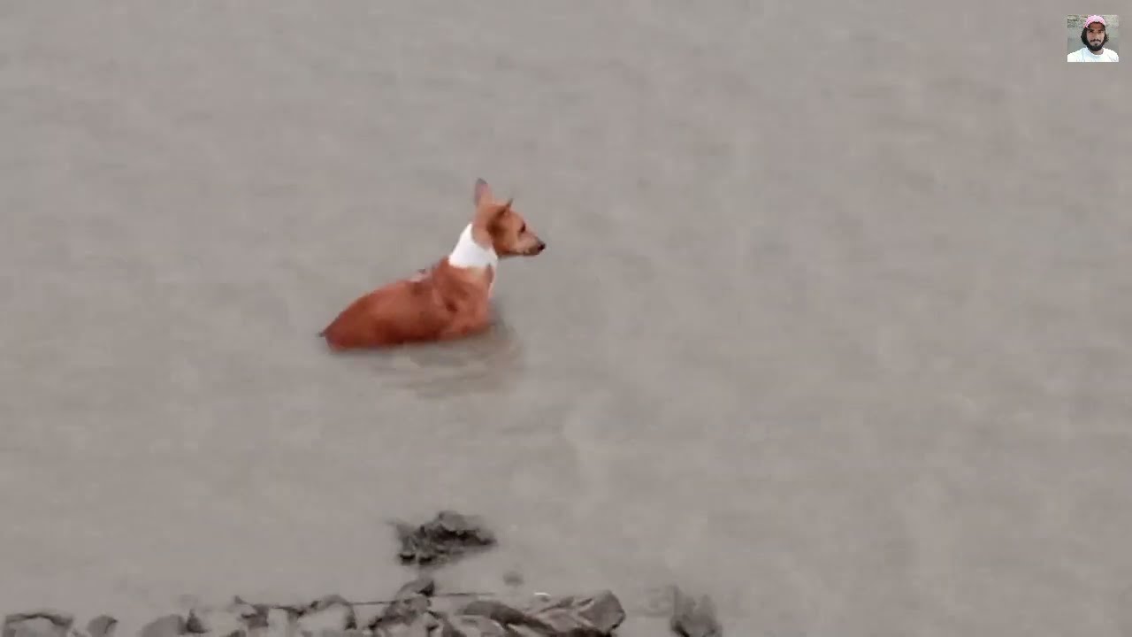 Dog Swimming Underwater | Dog On River | Street Dog Food Searching In The River