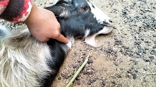 طريقة ذبح الماعز الاسلامي - The method of slaughtering goats in the Islamic way