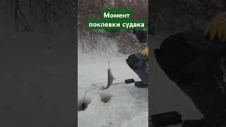 Момент поклевки судака #рыбалка #судак #fishing #охотник