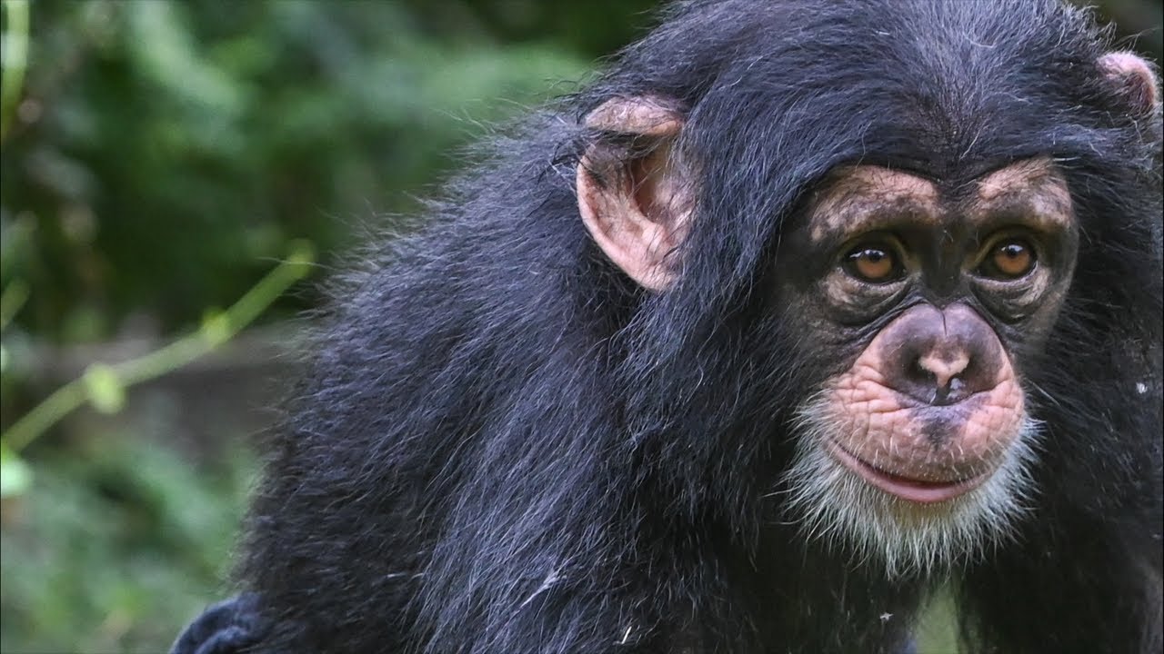 myrtle beach safari chimps