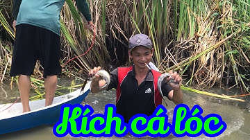 Kích cá lóc khủng kích cá miền Tây toàn cá khủng #quêtôimiềntâyvlogs