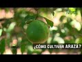 Cómo cultivar Arazá - TvAgro por Juan Gonzalo Angel Restrepo