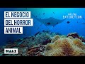 Mercados ilegales de animales en peligro de extinción | Racing Extintion