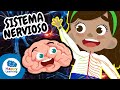 Conociendo el Sistema Nervioso