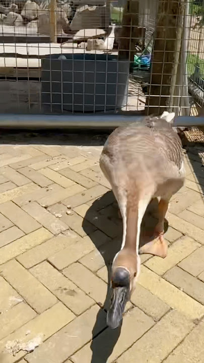 Deo chased by a goose ‼️😭 #balifarmhouse #zoo