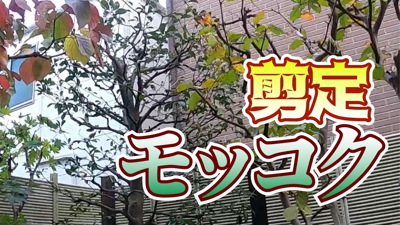 【植木】モッコクの剪定【やきち流】