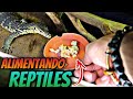 Alimentando A +80 Reptiles!!!