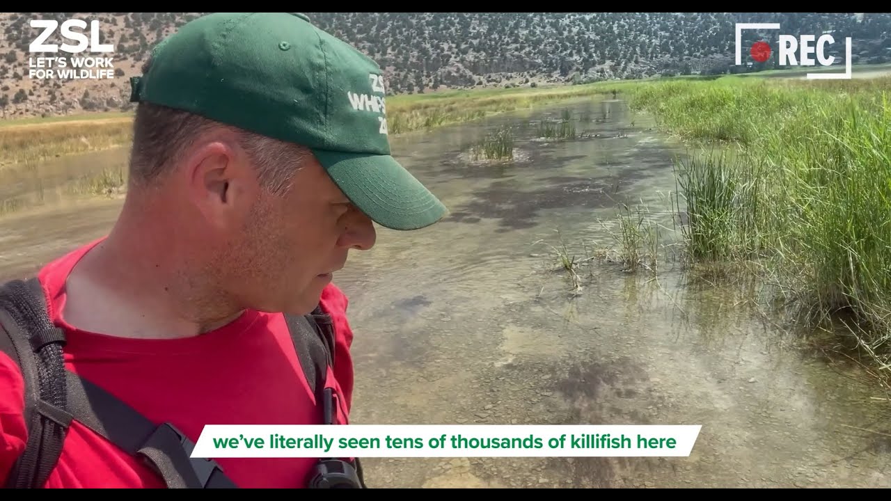 Saving Extinct-in-the-Wild fish - YouTube