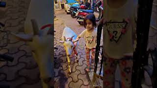 Best bakra #goat #goatfarming #qurbanistatus #eid2026 #bestgoats #bakraeid2026 #naatsharifstatus #
