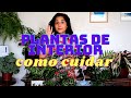 Os 5 fatores que influenciam as plantas