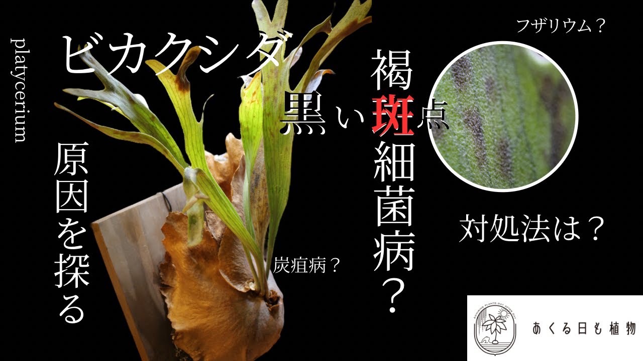 Black spots on staghorn ferns: Cause investigation and