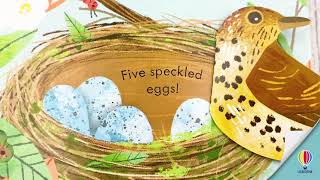 Peep Inside a Bird's Nest!