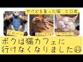 後編【やけどを負った猫 ヒロ君】預かりさんのケアのお陰で、元気になってMOCAに戻ってきましたが、ヒロ君は猫Caféに出ることが出来ません( 。-_-。) 【保護猫】【ケガの猫】【虐待】