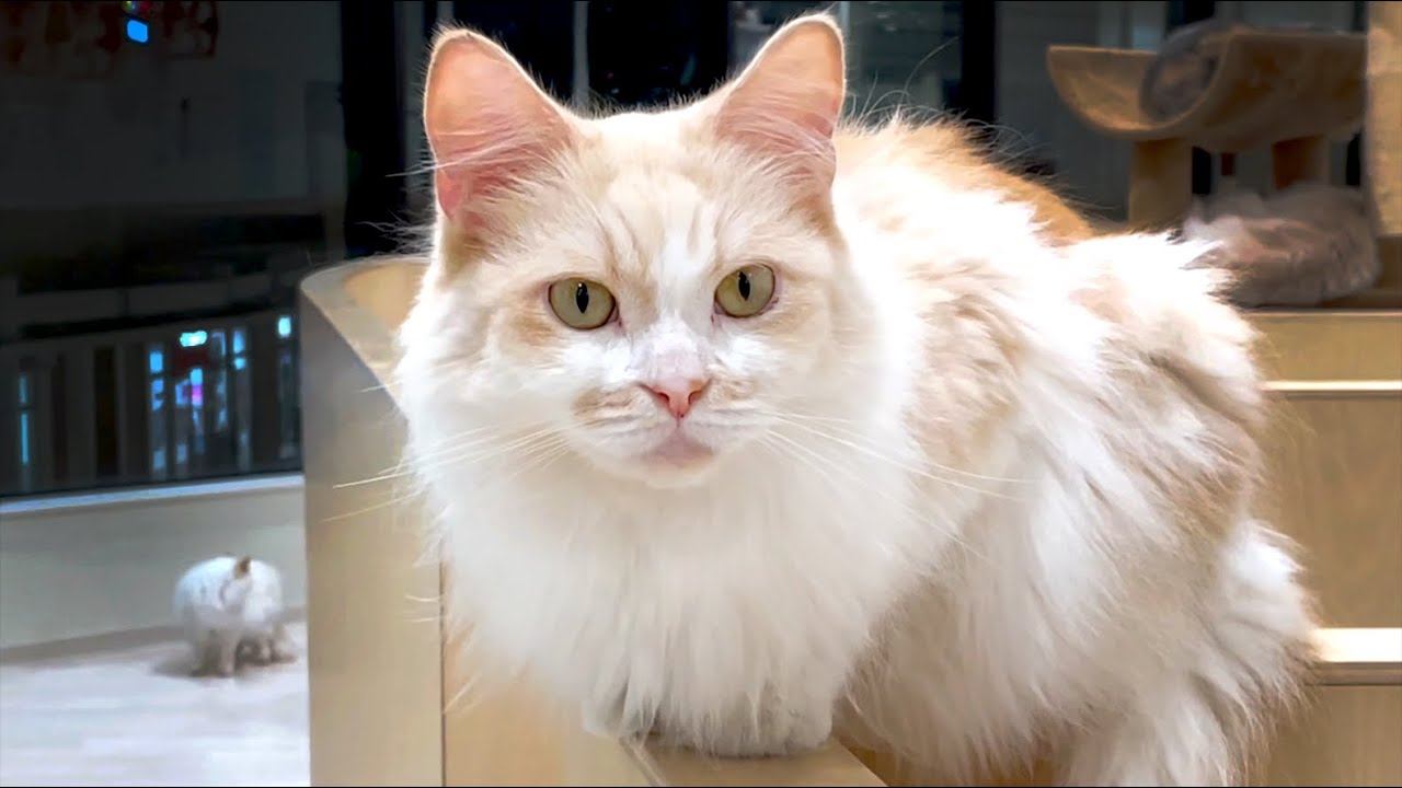 半個室の猫カフェ Moff animal cafe 南町田グランベリーパーク店に癒されに行った