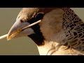 Sociable Weavers' Behavior and Strategies