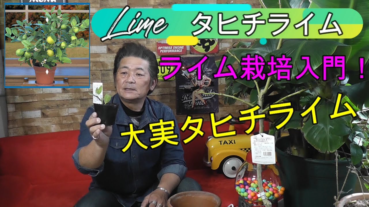 ライムの教室】ライム栽培入門！ 植込み実習 大実のタヒチライムは 