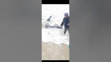 Cá bà trôi dạt vào bãi biển Đức Minh mộ Đức Quảng ngãi.