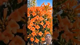 #timelapse​  #satisfying​  #lifecycles​  #botany​  #nature​  #growth​