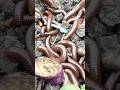 Found a Millipede in the WORST Place Possible