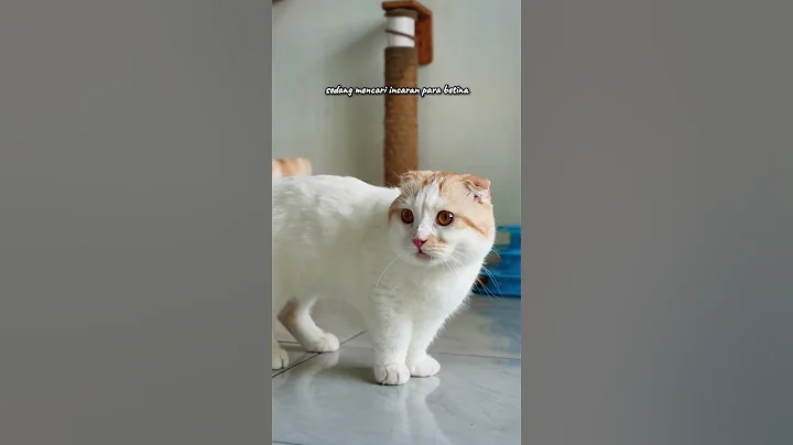 Watch the video about New story of Scottish Fold cat adoption