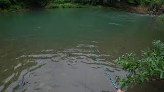 キャッチ&リリース‼︎ ルアーはアレキサンドラシェード43S!