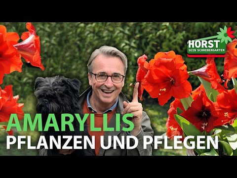 Video: Amaryllis-Samenkapseln - Tipps zum Anbau von Amaryllis-Samen