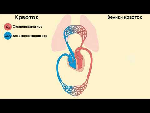 Video: Anatomija, Funkcija In Diagram Posteriorne Komunikacije Arterije - Body Maps