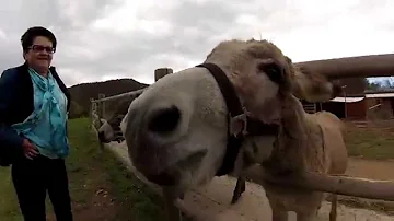 Proč je osel nevybíravý?