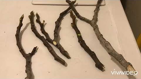 Easiest/fastest way to grow fig trees from clones! 6 weeks from cutting to tree! Here