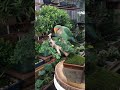 Bonsai pruning with luka