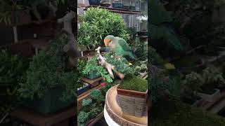 Bonsai Pruning with Luka