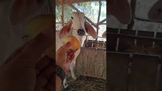 Cow Eating Mango for the First Time 😍🐄🥭