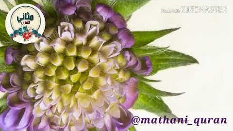 تلاوة خاشعة - سورة القيامة - محمد صديق المنشاوي رحمه الله quran