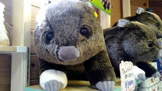 限定ウォンバットぬいぐるみ集🌸 Stuffed toy , wombats - YouTube