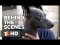 Coco Behind the Scenes - Xolo Dogs