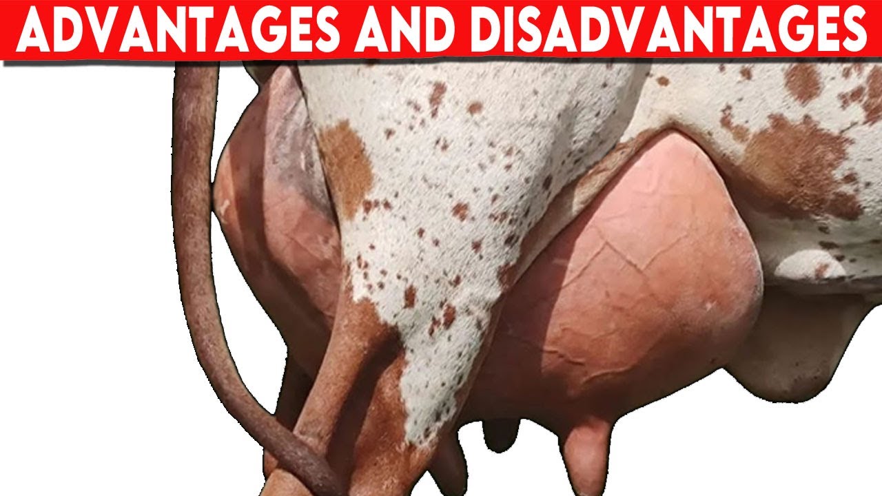 ⭕ Advantages and Disadvantages of Dairy Cows Dairy Cows YouTube