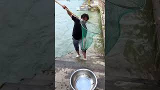 mencari ikan di sungai menggunakan serok#sorts#sungai#hobbyikan#fish #ikan