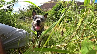 Vida de cão na roça - Se é sensível não veja esse vídeo - Olha a polêmica..😂😂 by Cães em nossa vida!!! 6,611 views 1 month ago 16 minutes