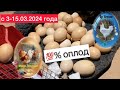 Овоскопирование куриное яйцо Мини мясные палевые, Бресс Гальцы Хитрук Елена Украина